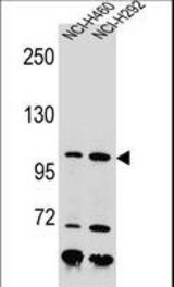 NBN Antibody western blot of NCI-H460,NCI-H292 cell line lysates (35 ug/lane). The NBN antibody detected the NBN protein (arrow).