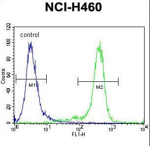 NBN Antibody flow cytometry of NCI-H460 cells (right histogram) compared to a negative control cell (left histogram). FITC-conjugated goat-anti-rabbit secondary antibodies were used for the analysis.