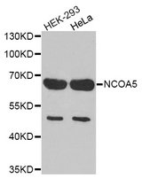 Western blot analysis of extracts of various cell lines, using NCOA5 antibody.