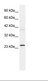 HepG2 Cell Lysate