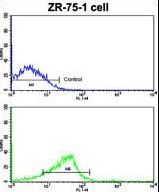 Flow cytometric of ZR-75-1 cells using NCS1 Antibody (bottom histogram) compared to a negative control cell (top histogram). FITC-conjugated goat-anti-rabbit secondary antibodies were used for the analysis.