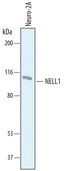 Detection of Mouse NELL1 by Western Blot. Western blot shows lysates of Neuro-2A mouse neuroblastoma cell line. PVDF membrane was probed with 1 ug/ml of Sheep Anti-Mouse NELL1 Antigen Affinity-purified Polyclonal Antibody followed by HRP-conjugated Anti-Sheep IgG Secondary Antibody. A specific band was detected for NELL1 at approximately 110 kD (as indicated). This experiment was conducted under reducing conditions.