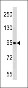 NELL1 Antibody western blot of HL-60 cell line lysates (35 ug/lane). The NELL1 antibody detected the NELL1 protein (arrow).