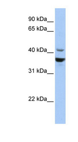 NEUROD1 antibody LS-C110246 Western blot of HepG2 cell lysate.