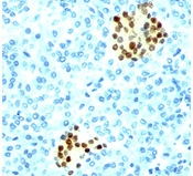 NKX2.2 antibody NX2/294 immunohistochemistry pancreas