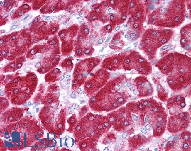 Anti-NME1 antibody IHC of human pancreas. Immunohistochemistry of formalin-fixed, paraffin-embedded tissue after heat-induced antigen retrieval. Antibody LS-B4689 concentration 5 ug/ml.