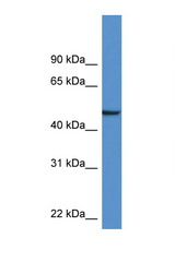 NPTX1 antibody LS-C145249 Western blot of Mouse Brain lysate. Antibody concentration 1 ug/ml.