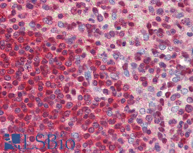 Anti-NR0B2 antibody IHC of human spleen. Immunohistochemistry of formalin-fixed, paraffin-embedded tissue after heat-induced antigen retrieval. Antibody LS-B3560 concentration 5 ug/ml.