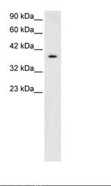 HepG2 Cell Lysate