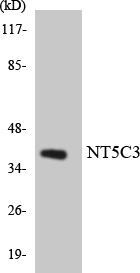 Western blot of the lysates from 293 cells using NT5C3 antibody.