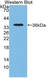 Western blot of recombinant NT5C3A / p36.