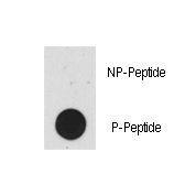Dot blot of anti-p53-pT55 antibody (RB07990) on nitrocellulose membrane. 50ng of Phospho-peptide or Non Phospho-peptide per dot were adsorbed. Antibody working concentrations are 0.5ug per ml.
