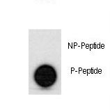 Dot blot of anti-hp53-S315 Phospho-specific antibody on nitrocellulose membrane. 50ng of Phospho-peptide or Non Phospho-peptide per dot were adsorbed. Antibody working concentrations are 0.5ug per ml.