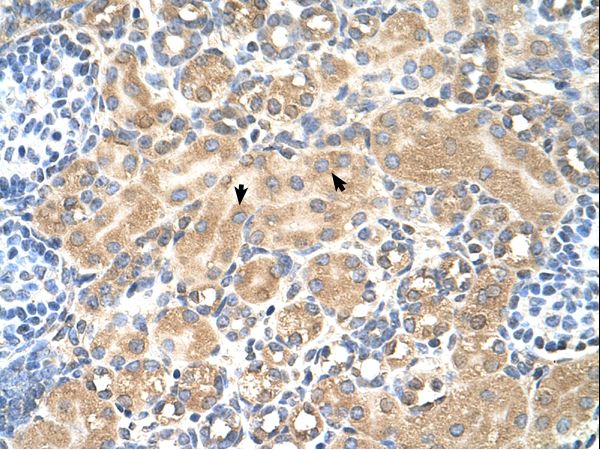 TSPAN5 antibody LS-C80913 was used in IHC to stain formalin-fixed, paraffin-embedded human kidney.