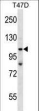 TP53BP2 Antibody western blot of T47D cell line lysates (35 ug/lane). The TP53BP2 antibody detected the TP53BP2 protein (arrow).