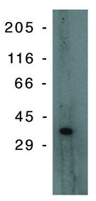Western blot of PIG-3 monoclonal antibody on Jurkat lysate at 10 ug/ml on Jurkat lysate.