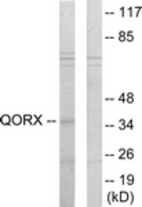 Western blot of extracts from 293 cells, using QORX Antibody. The lane on the right is treated with the synthesized peptide.