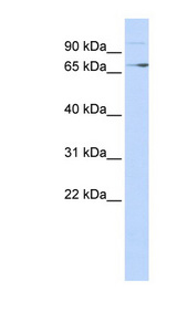 TP73 / p73 antibody LS-C109799 Western blot of 293T cell lysate.