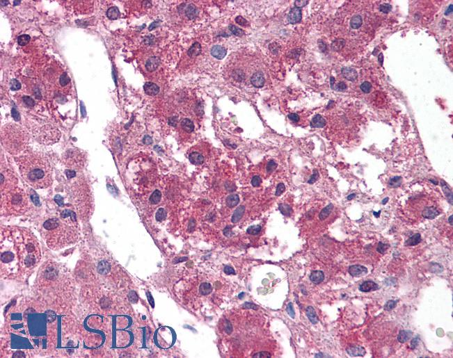 Anti-TM9SF1 antibody LS-A9224 IHC of human, adrenal. Immunohistochemistry of formalin-fixed, paraffin-embedded tissue after heat-induced antigen retrieval.