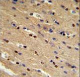 TP73 Antibody IHC of formalin-fixed and paraffin-embedded mouse brain followed by peroxidase-conjugated secondary antibody and DAB staining.