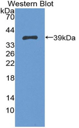 Western blot of recombinant TPBG / 5T4.