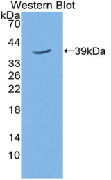 Western blot of recombinant TPBG / 5T4.