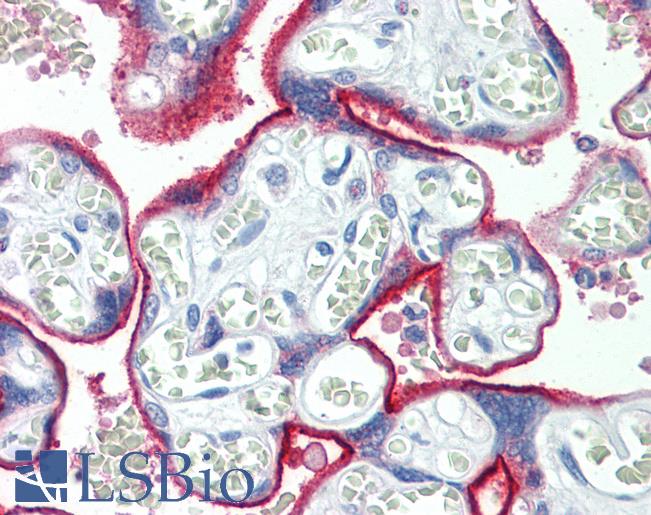 Anti-TPBG / 5T4 antibody IHC staining of human placenta. Immunohistochemistry of formalin-fixed, paraffin-embedded tissue after heat-induced antigen retrieval.