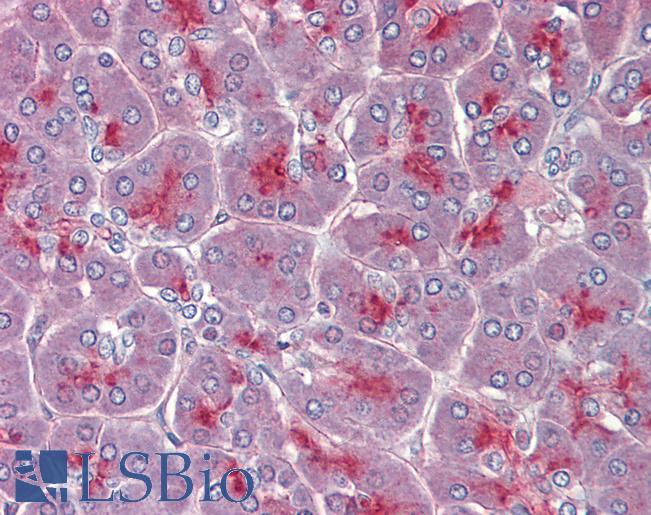 Anti-TPCN2 antibody IHC of human pancreas. Immunohistochemistry of formalin-fixed, paraffin-embedded tissue after heat-induced antigen retrieval. Antibody LS-B4183 concentration 3.75 ug/ml.