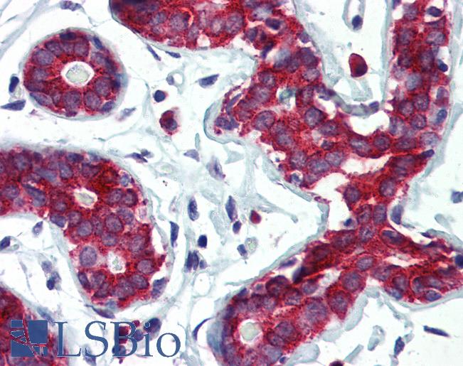 Anti-TPD52L1 antibody IHC of human breast. Immunohistochemistry of formalin-fixed, paraffin-embedded tissue after heat-induced antigen retrieval. Antibody LS-B2920 concentration 5 ug/ml.