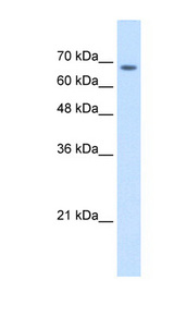 TM9SF1 antibody LS-C40491 Western blot of Jurkat lysate.