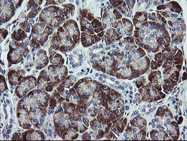 IHC of paraffin-embedded Human pancreas tissue using anti-TPD52L3 mouse monoclonal antibody.