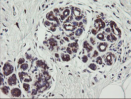 IHC of paraffin-embedded Human breast tissue using anti-TPD52L3 mouse monoclonal antibody.