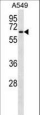 TM9SF1 Antibody western blot of A549 cell line lysates (35 ug/lane). The TM9SF1 antibody detected the TM9SF1 protein (arrow).