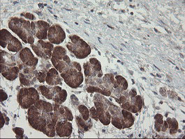 IHC of paraffin-embedded Human pancreas tissue using anti-TPD52L3 mouse monoclonal antibody.