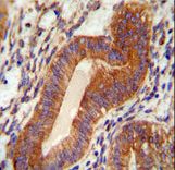 TPGS2 antibody immunohistochemistry of formalin-fixed and paraffin-embedded human uterus tissue followed by peroxidase-conjugated secondary antibody and DAB staining.
