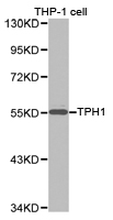 Western blot of extracts of THP-1 cell lines, using TPH1 antibody.