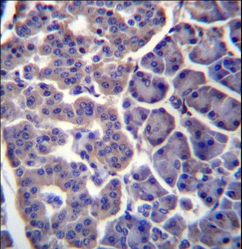 TM9SF2 Antibody immunohistochemistry of formalin-fixed and paraffin-embedded human pancreas tissue followed by peroxidase-conjugated secondary antibody and DAB staining.