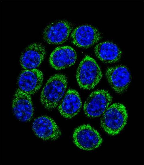 Confocal immunofluorescent of TPH1 Antibody with 293 cell followed by Alexa Fluor 488-conjugated goat anti-rabbit lgG (green). DAPI was used to stain the cell nuclear (blue).