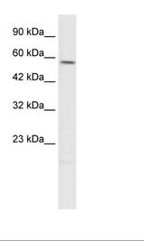HepG2 Cell Lysate