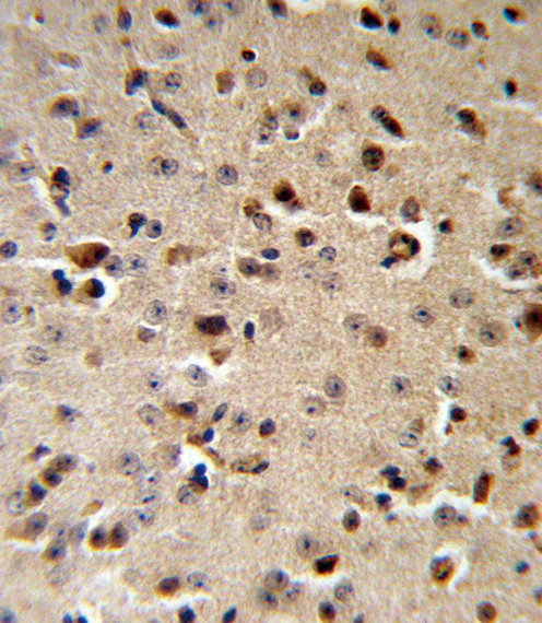 TPH2 Antibody IHC of formalin-fixed and paraffin-embedded mouse brain followed by peroxidase-conjugated secondary antibody and DAB staining.