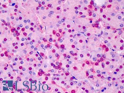 Anti-TPI1 antibody IHC of human pancreas. Immunohistochemistry of formalin-fixed, paraffin-embedded tissue after heat-induced antigen retrieval. Antibody LS-B2611 concentration 5 ug/ml.