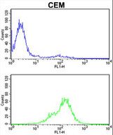 TPI1 Antibody flow cytometry of CEM cells (bottom histogram) compared to a negative control cell (top histogram). FITC-conjugated goat-anti-rabbit secondary antibodies were used for the analysis.