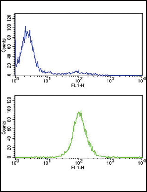 TPI1 Antibody flow cytometry of CEM cells (bottom histogram) compared to a negative control cell (top histogram). FITC-conjugated goat-anti-rabbit secondary antibodies were used for the analysis.