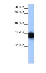 HepG2 cell lysate. Antibody concentration: 1.0 ug/ml. Gel concentration: 12%.