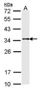 Sample (30 ug of whole cell lysate). A: A431. 12% SDS PAGE. TPM1 antibody diluted at 1:1000.