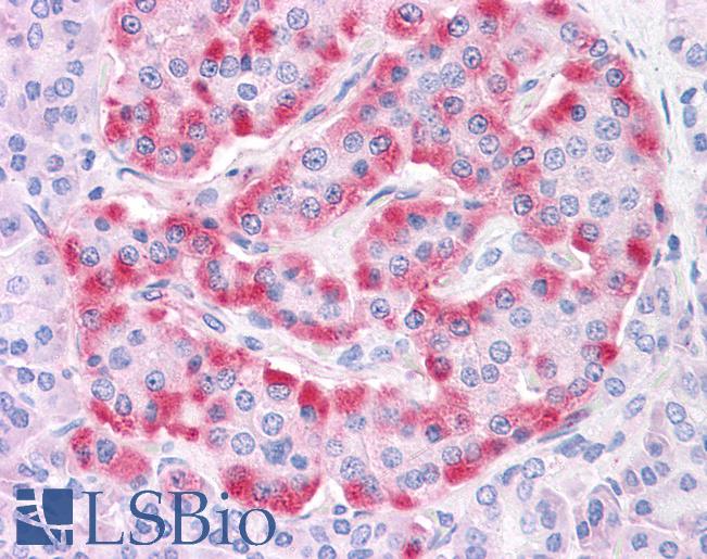 Anti-TM9SF4 antibody IHC of human pancreas islet of Langerhans. Immunohistochemistry of formalin-fixed, paraffin-embedded tissue after heat-induced antigen retrieval.