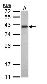 Sample (30 ug of whole cell lysate). A: HeLa. 10% SDS PAGE. TPM2 antibody diluted at 1:1000