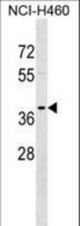 TPM2 Antibody western blot of NCI-H460 cell line lysates (35 ug/lane). The TPM2 antibody detected the TPM2 protein (arrow).