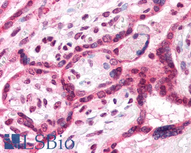 Anti-TM9SF4 antibody LS-A9853 IHC of human placenta. Immunohistochemistry of formalin-fixed, paraffin-embedded tissue after heat-induced antigen retrieval.