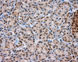 IHC of paraffin-embedded pancreas tissue using anti-PIM2 mouse monoclonal antibody. (Dilution 1:50).